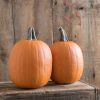 Darling - (F1) Pumpkin Seed