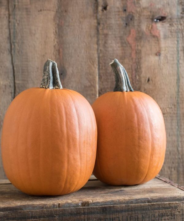 Darling - (F1) Pumpkin Seed