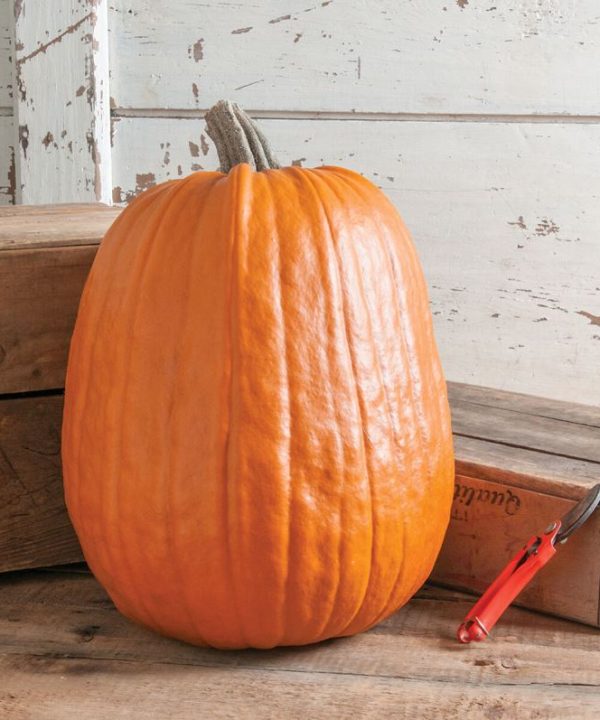 Early Giant - Treated (F1) Pumpkin Seed