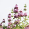 Lemon Mint - Monarda Seed
