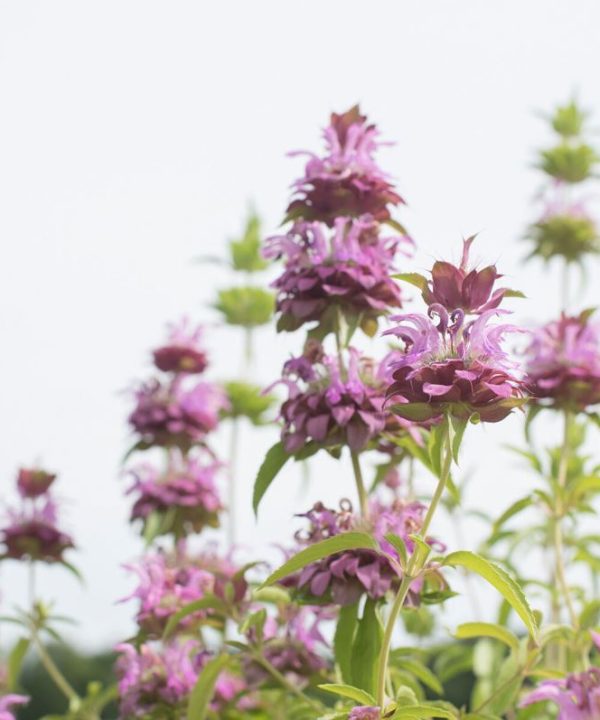 Lemon Mint - Monarda Seed