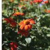 Mexican Sunflower - Tithonia Seed