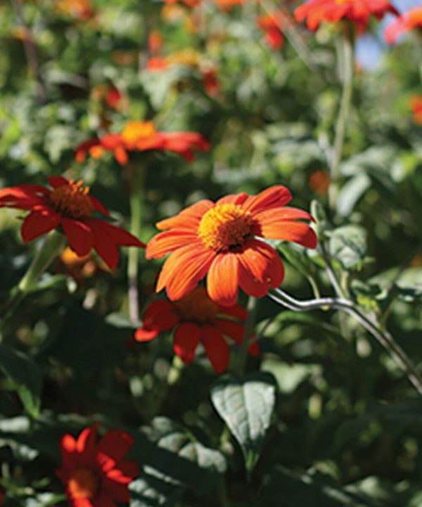 Mexican Sunflower - Tithonia Seed