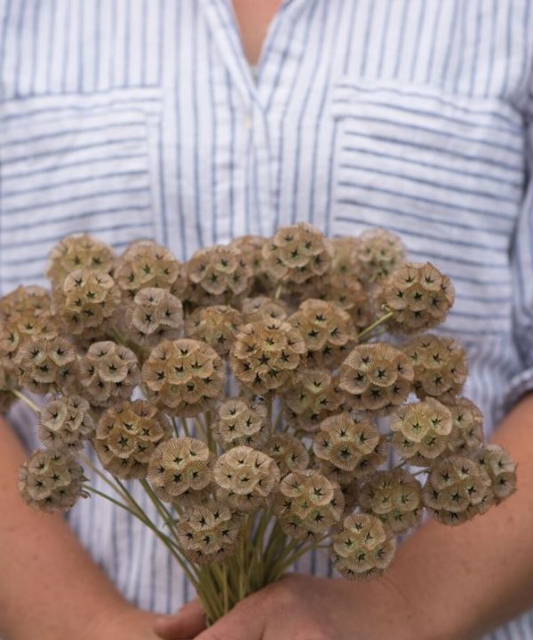 Starflower - Scabiosa Stellata