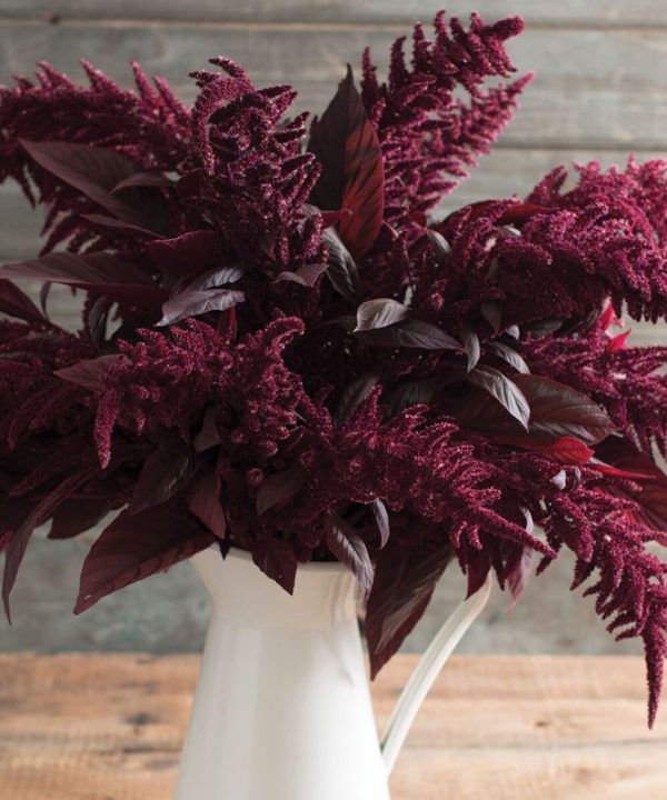 Red Spike - Amaranthus Seed