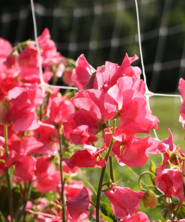 Elegance Watermelon - Sweet Pea Seed