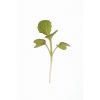 Mustard, Red Giant - Microgreen Seed