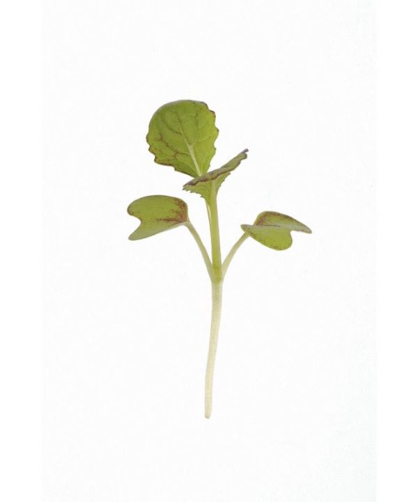 Mustard, Red Giant - Microgreen Seed