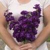 Iron Purple - Stock Seed