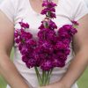 Iron Rose - Stock Seed