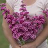 Iron Rose Pink - Stock Seed