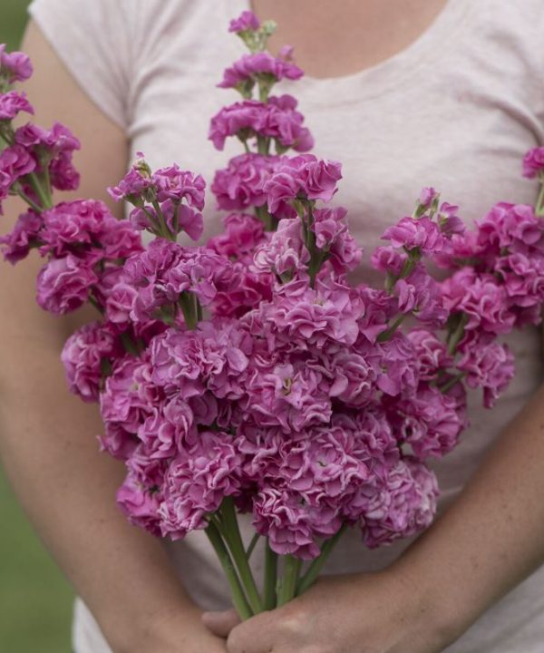 Iron Rose Pink - Stock Seed