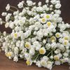 Winged Everlasting - Ammobium Seed