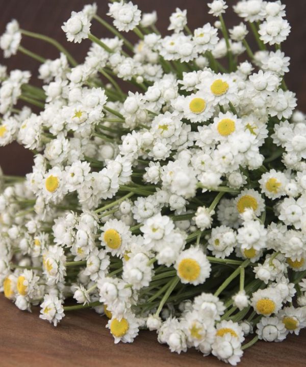 Winged Everlasting - Ammobium Seed