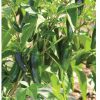 Jalafuego - (F1) Jalape?o Pepper Seed