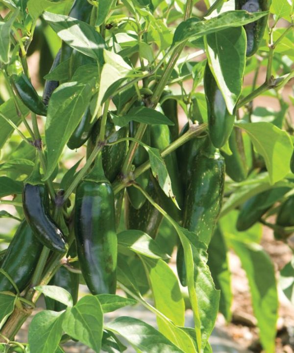 Jalafuego - (F1) Jalape?o Pepper Seed