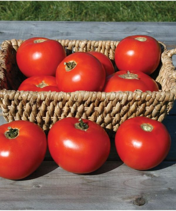 Mountain Fresh Plus - (F1) Tomato Seed