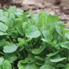 Upland Cress - Green Seed