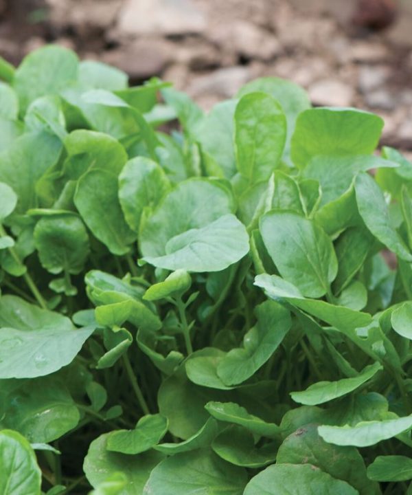 Upland Cress - Green Seed