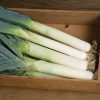 Lexton - (F1) Leek Seed