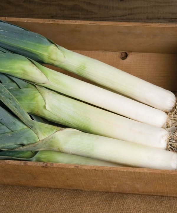 Lexton - (F1) Leek Seed