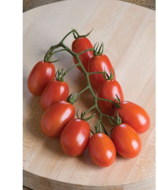 Verona - (F1) Tomato Seed