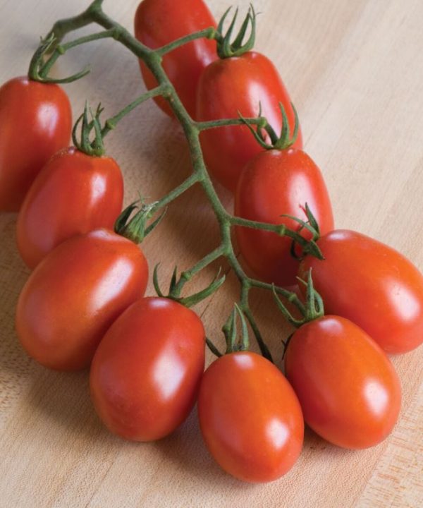 Verona - Organic (F1) Tomato Seed