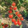 Jasper - Organic (F1) Tomato Seed