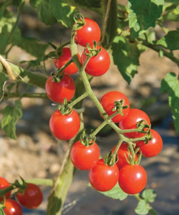 Jasper - Organic (F1) Tomato Seed
