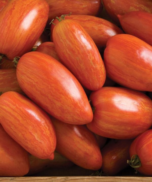 Speckled Roman - Organic Tomato Seed