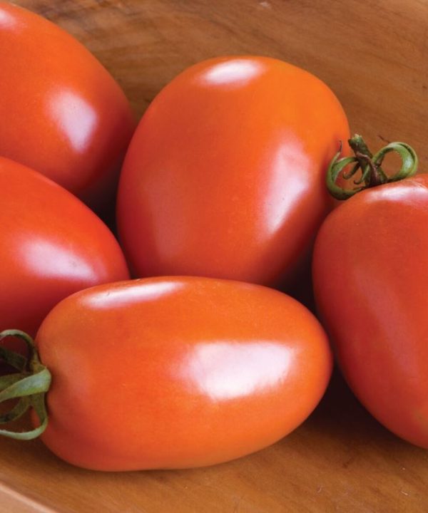 Amish Paste - Organic Tomato Seed