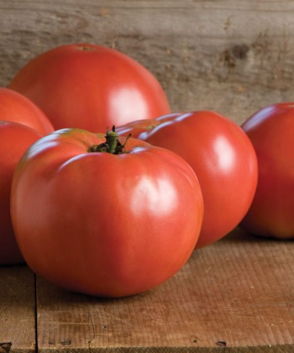 Martha Washington - Organic Tomato Seed