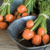 Atlas - Carrot Seed