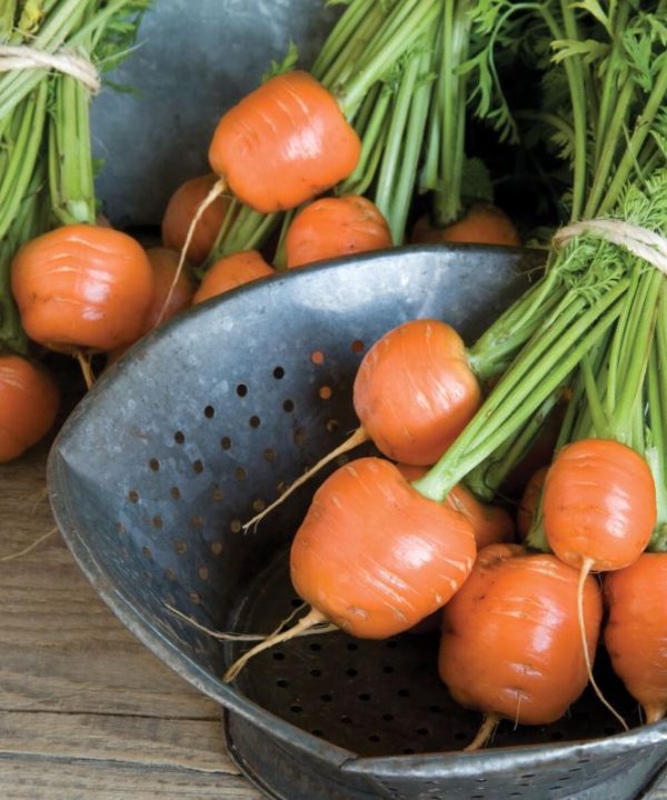 Atlas - Carrot Seed