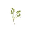 Cress, Cressida - Microgreen Seed