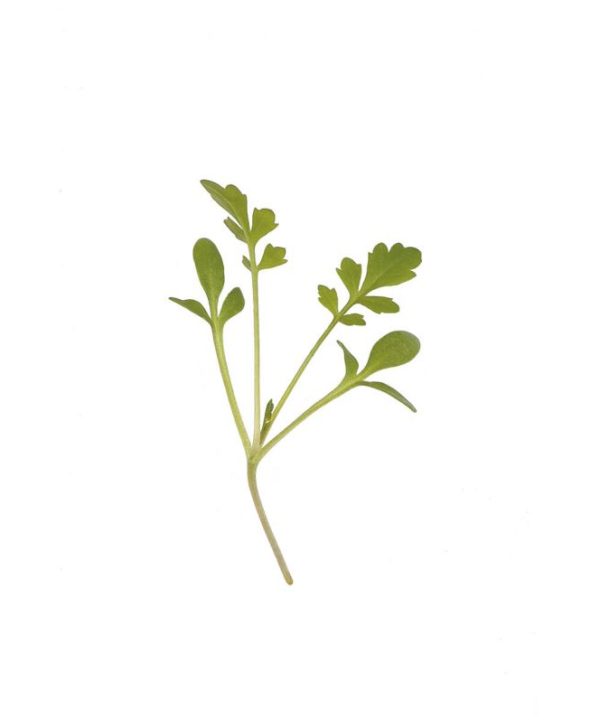Cress, Cressida - Organic Microgreen Seed