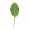 Sorrel - Green Seed