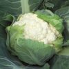 Bishop - (F1) Cauliflower Seed
