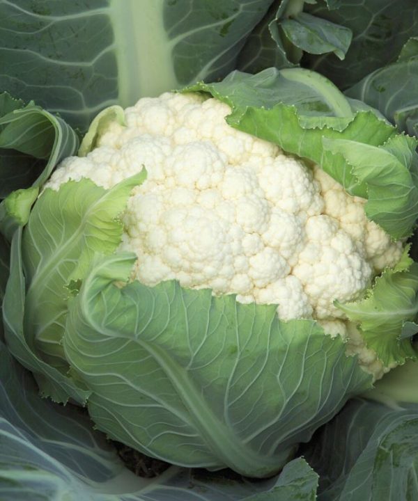 Bishop - (F1) Cauliflower Seed