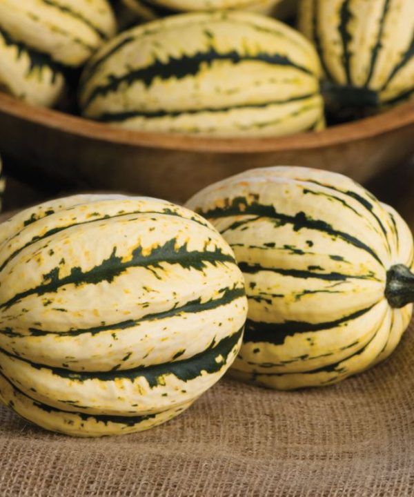 Jester - (F1) Delicata Squash Seed