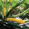 Golden Glory - (F1) Zucchini Squash Seed
