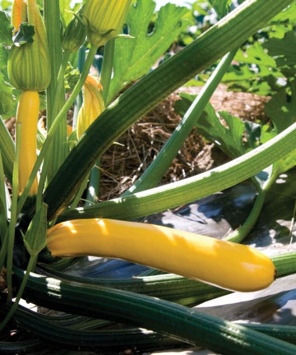 Golden Glory - (F1) Zucchini Squash Seed