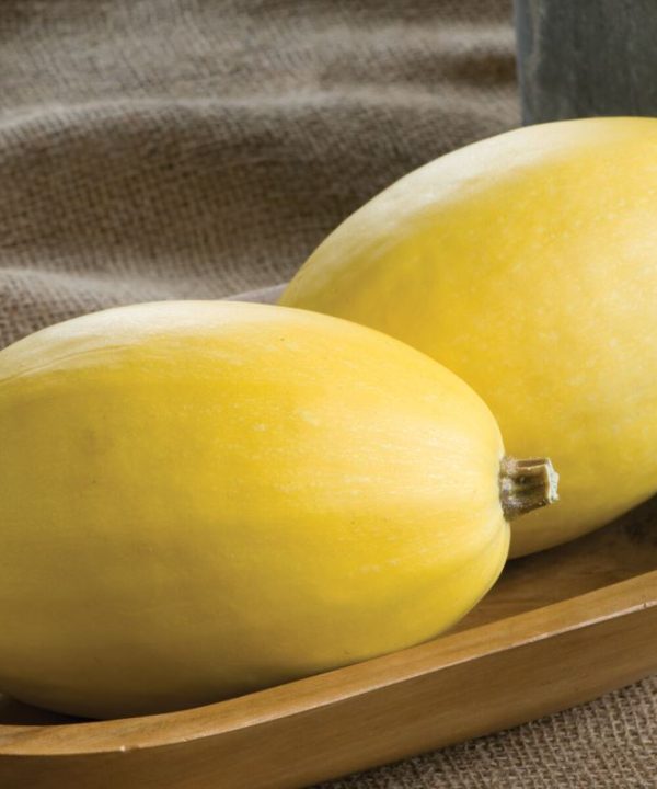 Pinnacle - (F1) Spaghetti Squash Seed