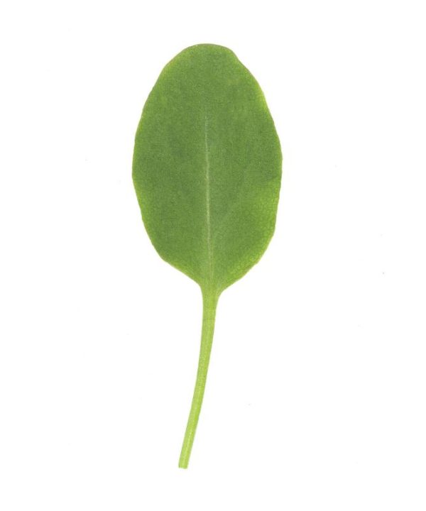 Sorrel - Organic Green Seed