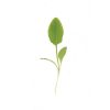 Sorrel - Microgreen Seed