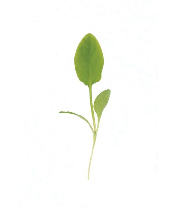 Sorrel - Microgreen Seed