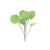 Watercress Seeds | 100% Guaranteed