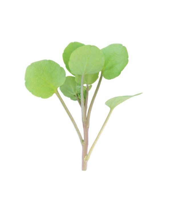Watercress Seeds | 100% Guaranteed