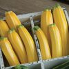 Goldmine - (F1) Zucchini Squash Seed