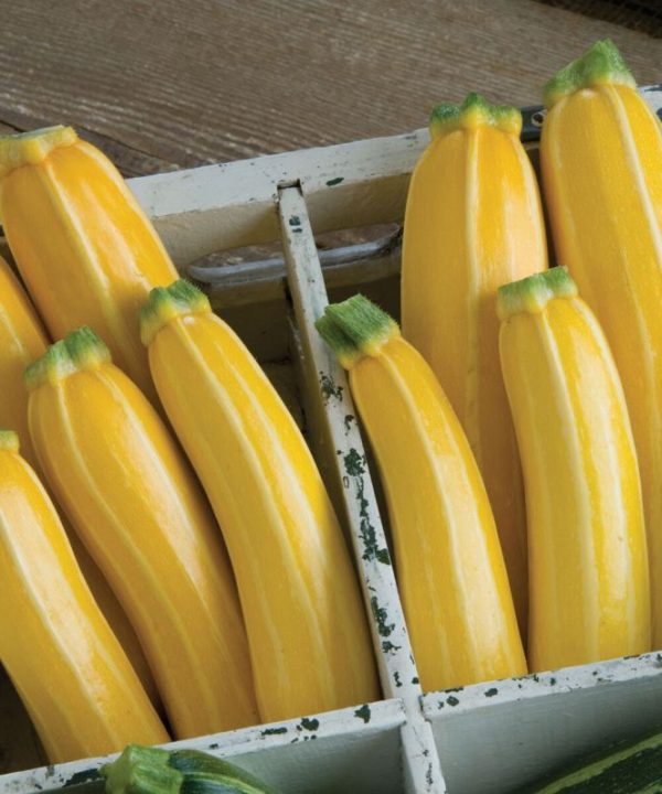 Goldmine - (F1) Zucchini Squash Seed